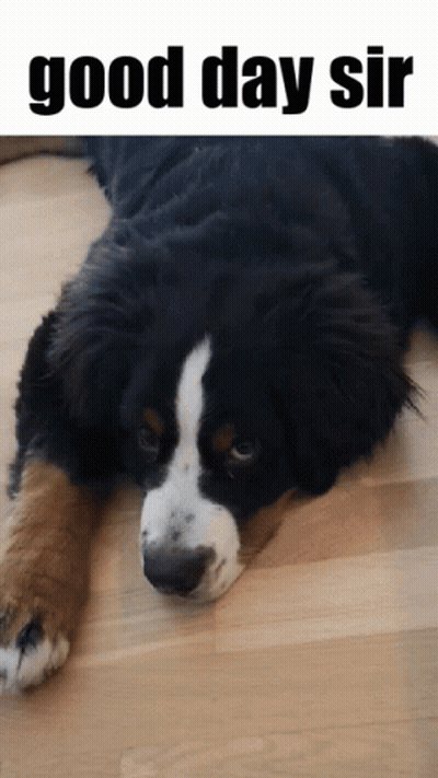 A Dog Laying On A Wooden Floor With The Words Good Day Sir Below It GIF