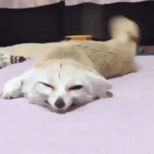 A Dog Laying On Its Back On A Bed With Its Eyes Closed . GIF