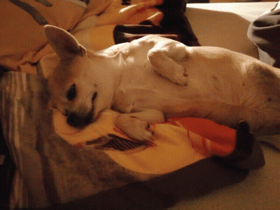 A Dog Laying On Its Back With A Blanket On Top Of It GIF