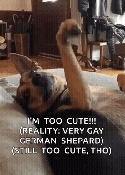 A Dog Laying On Its Back With A Caption That Says ' I 'M Too Cute ' GIF