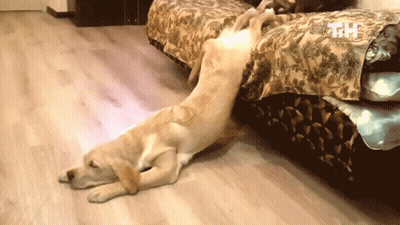 A Dog Laying On The Floor Next To A Bed With A Tm Logo On The Corner GIF