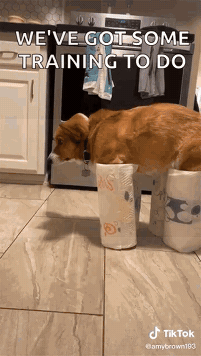 A Dog Laying On Top Of A Roll Of Toilet Paper GIF