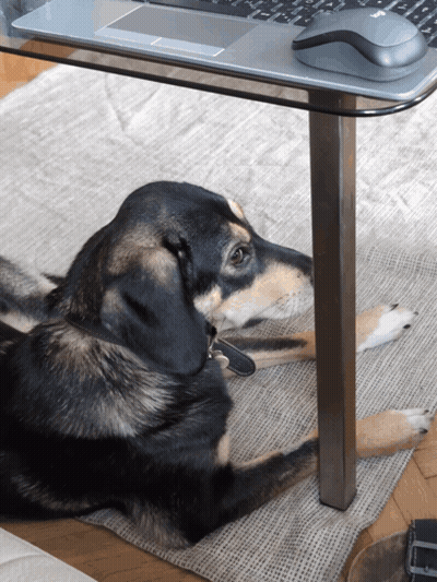 A Dog Laying Under A Desk With A Laptop And A Mouse GIF