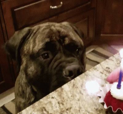 A Dog Looking At A Birthday Cake With A Candle On It GIF