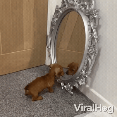 A Dog Looking At Its Reflection In A Mirror With Viralhog Written On The Bottom Right GIF