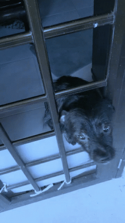 A Dog Looking Out Of A Window With Bars GIF