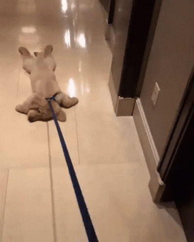 A Dog On A Leash Laying On The Floor GIF