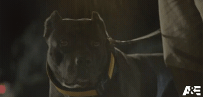 A Dog On A Leash With The Letters A & E On The Bottom Right GIF
