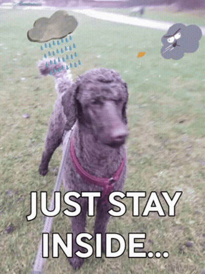 A Dog On A Leash With The Words Just Stay Inside Above It GIF