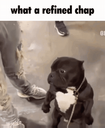 A Dog On A Leash With The Words What A Refined Chap Below It GIF