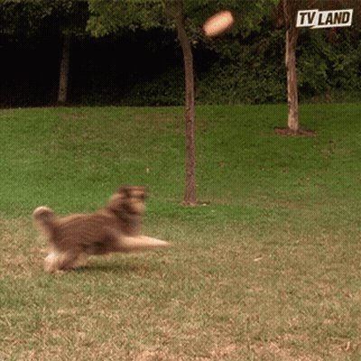 A Dog Playing With A Frisbee In A Park With A Tv Land Sign In The Background GIF