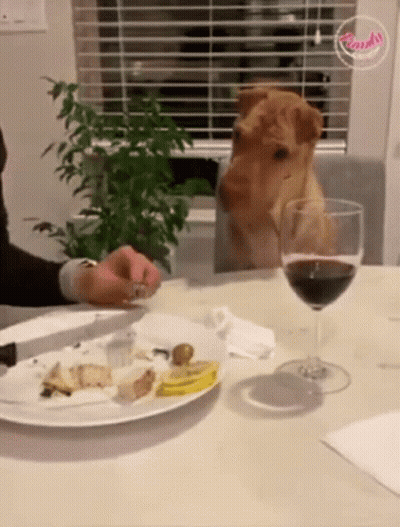 A Dog Sits At A Table With A Glass Of Wine And A Plate Of Food GIF