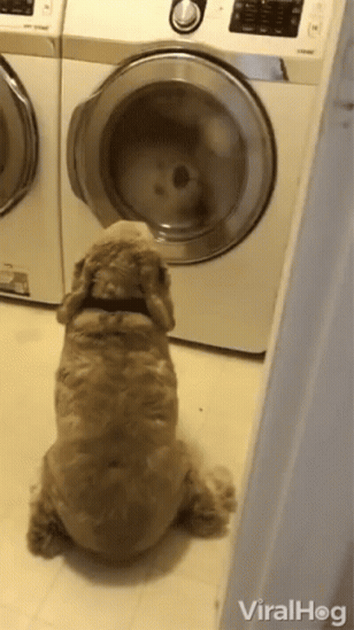 A Dog Sitting In Front Of A Washing Machine That Says Viralhog On The Bottom Right GIF