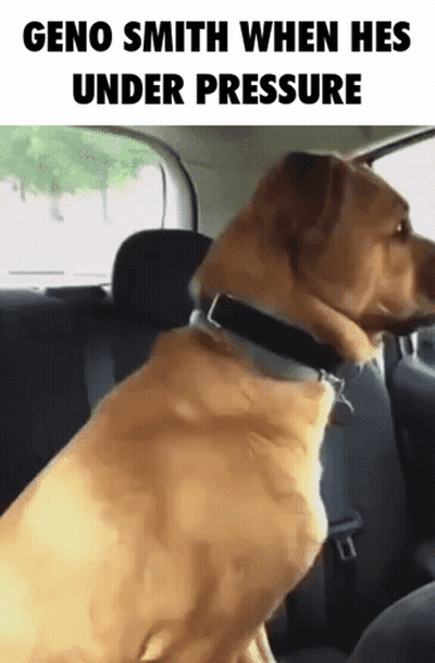 A Dog Sitting In The Back Seat Of A Car With The Caption Geno Smith When Hes Under Pressure GIF