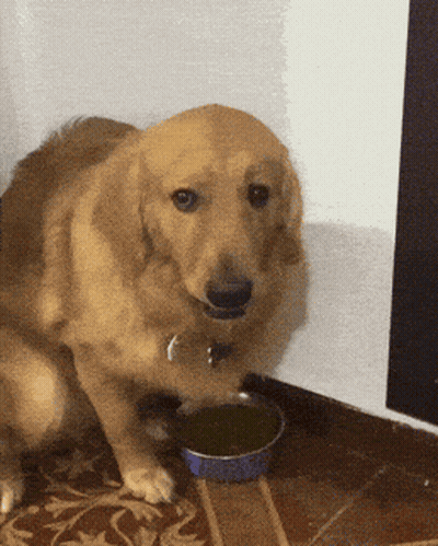 A Dog Sitting Next To A Bowl Of Water On The Floor GIF