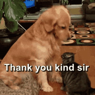A Dog Sitting Next To A Cat With The Words Thank You Kind Sir On The Bottom GIF