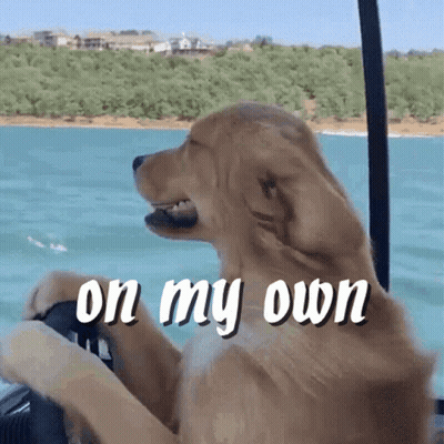A Dog Sitting On A Boat With The Words " On My Own " Above It GIF