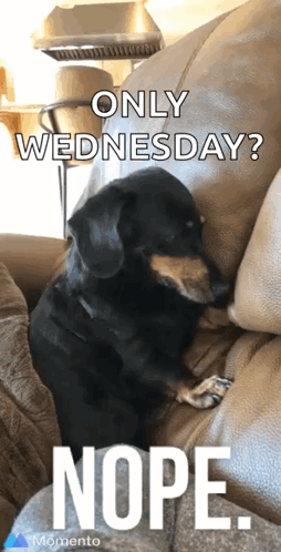 A Dog Sitting On A Couch With The Words Only Wednesday Nope On The Bottom GIF