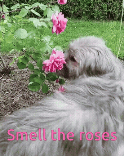 A Dog Smelling Pink Roses With The Words Smell The Roses Below GIF