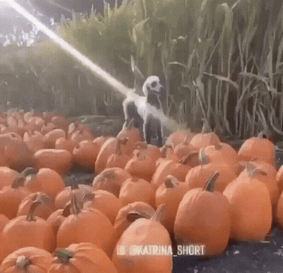 A Dog Standing In A Field Of Pumpkins With The Words Katrina Short On The Bottom Right GIF