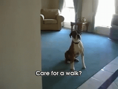 A Dog Standing In A Living Room With The Words " Care For A Walk " Written Below It GIF
