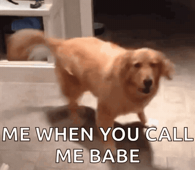 A Dog Standing In A Room With The Words " Me When You Call Me Babe " Above It GIF