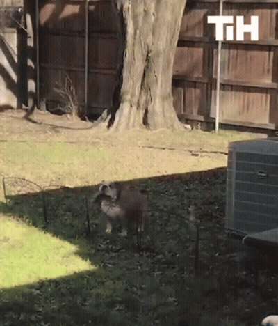 A Dog Standing In A Yard Next To A Fence And A Th Sign GIF