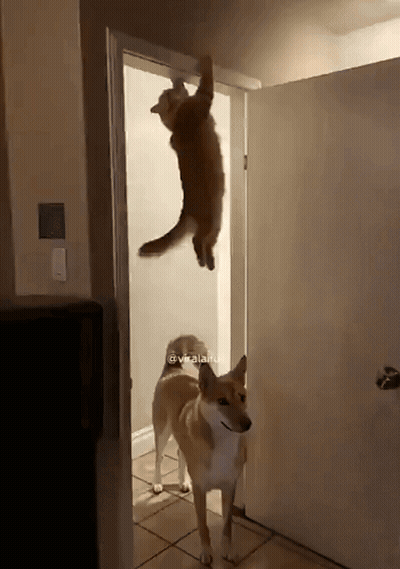 A Dog Standing In Front Of A Door With A Cat Hanging From The Ceiling GIF