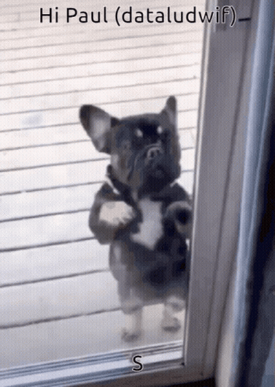 A Dog Standing In Front Of A Door With The Words Hi Paul ( Dataludwif ) On The Bottom GIF