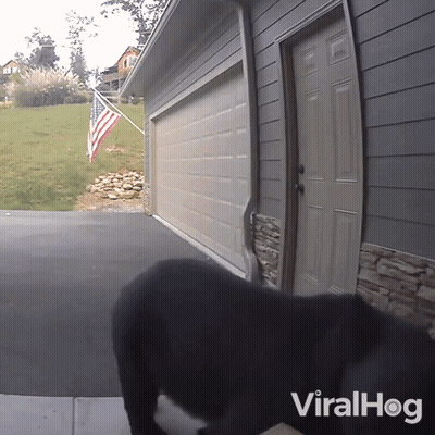 A Dog Standing In Front Of A Garage Door With The Word Viralhog On The Bottom Right Corner GIF