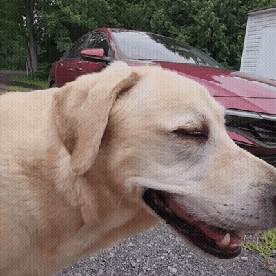 A Dog Standing In Front Of A Red Car GIF