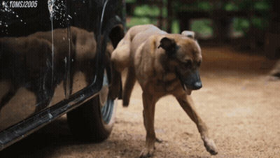 A Dog Standing Next To A Black Car With Tomsj2005 Written On The Bottom Right GIF