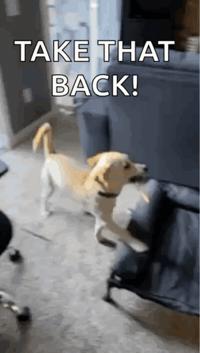 A Dog Standing Next To A Couch With The Words Take That Back On It GIF