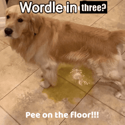 A Dog Standing Next To A Puddle Of Yellow Liquid With The Caption " Wordle In Three Pee On The Floor " GIF
