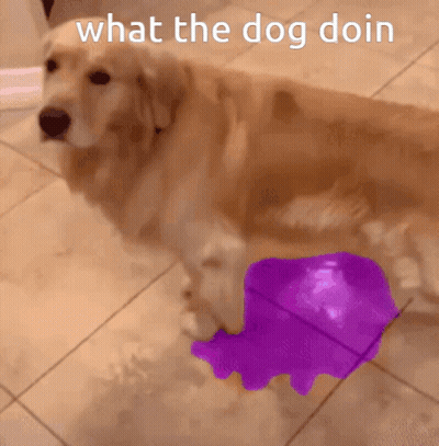 A Dog Standing Next To A Purple Object That Says " What The Dog Doin " On It GIF