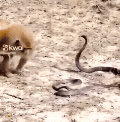 A Dog Standing Next To A Snake With Kwai Written On The Bottom Right GIF