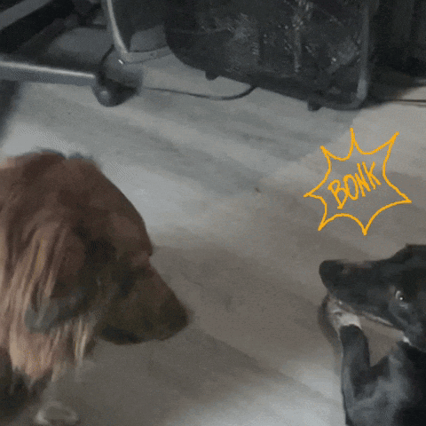 A Dog Standing Next To Another Dog With The Word Bonk Written In Yellow GIF