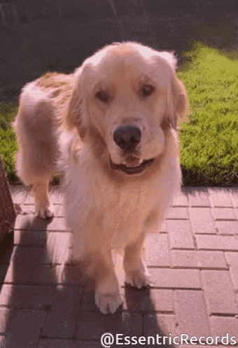 A Dog Standing On A Brick Sidewalk With The Words " @Essentricrecords " On The Bottom Right GIF