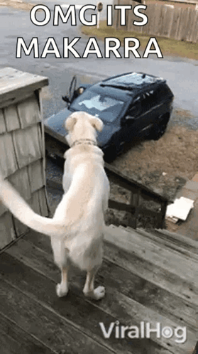 A Dog Standing On A Set Of Stairs Looking At A Broken Down Car With The Caption Omg Its Makarra GIF