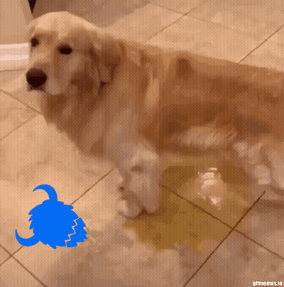A Dog Standing On A Tiled Floor Next To A Yellow Sticker That Says " Gifmemes.io " GIF