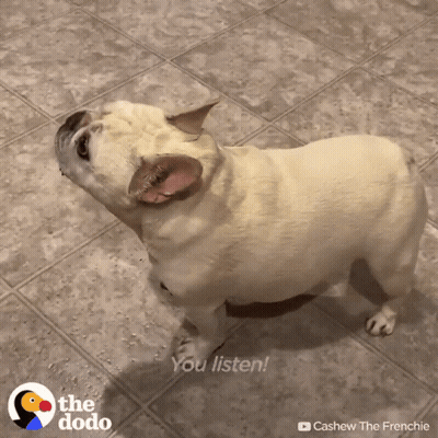 A Dog Standing On A Tiled Floor With The Words You Listen Behind It GIF