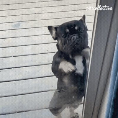 A Dog Standing On Its Hind Legs In Front Of A Glass Door That Says Petcollective On The Bottom Right GIF