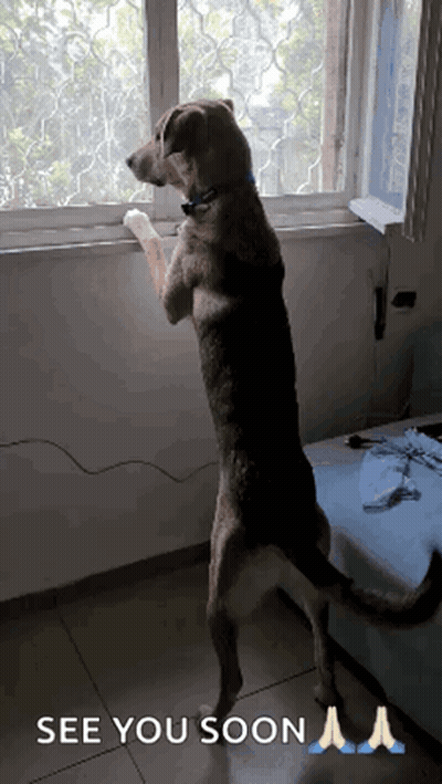 A Dog Standing On Its Hind Legs In Front Of A Window With The Words See You Soon Written Below It GIF