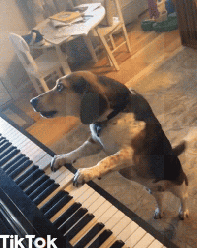 A Dog Standing On Its Hind Legs Playing A Piano Keyboard With The Word Tiktok Below It GIF
