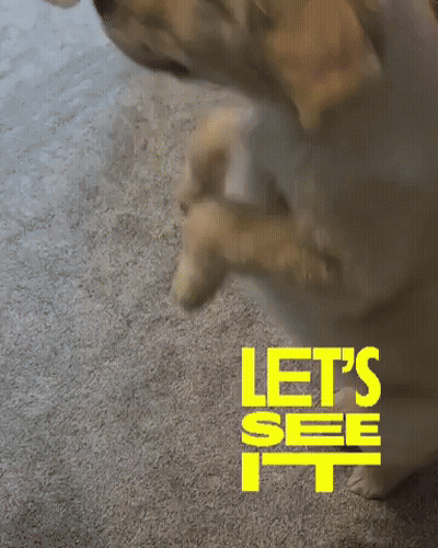 A Dog Standing On Its Hind Legs With The Words Let 'S See It GIF