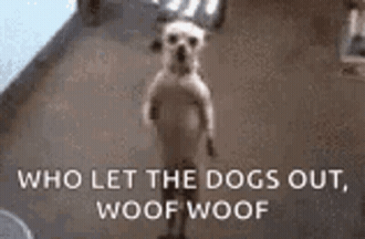 A Dog Standing On Its Hind Legs With The Words `` Who Let The Dogs Out , Woof Woof '' . GIF