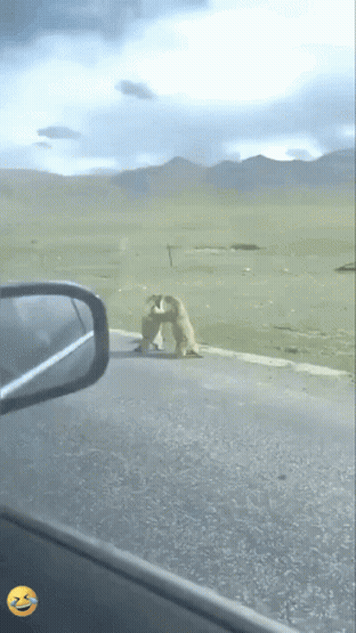 A Dog Standing On The Side Of A Road Next To A Car 'S Rear View Mirror GIF