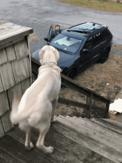 A Dog Stands On A Set Of Stairs Looking At A Car GIF