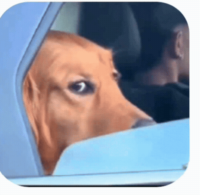 A Dog Sticking Its Head Out Of A Car Window . GIF