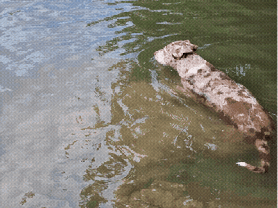 A Dog Swimming In A Body Of Water GIF
